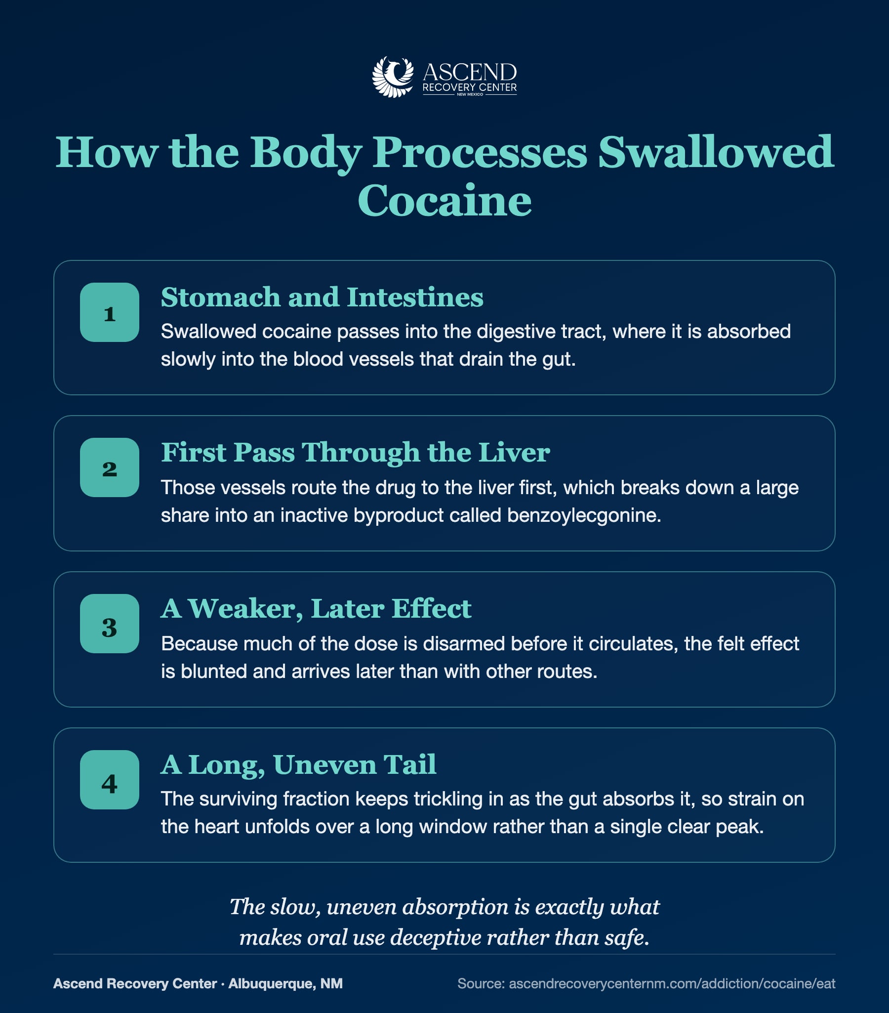 How the body processes swallowed cocaine in four stages, from the gut through first-pass liver metabolism to a long, uneven tail