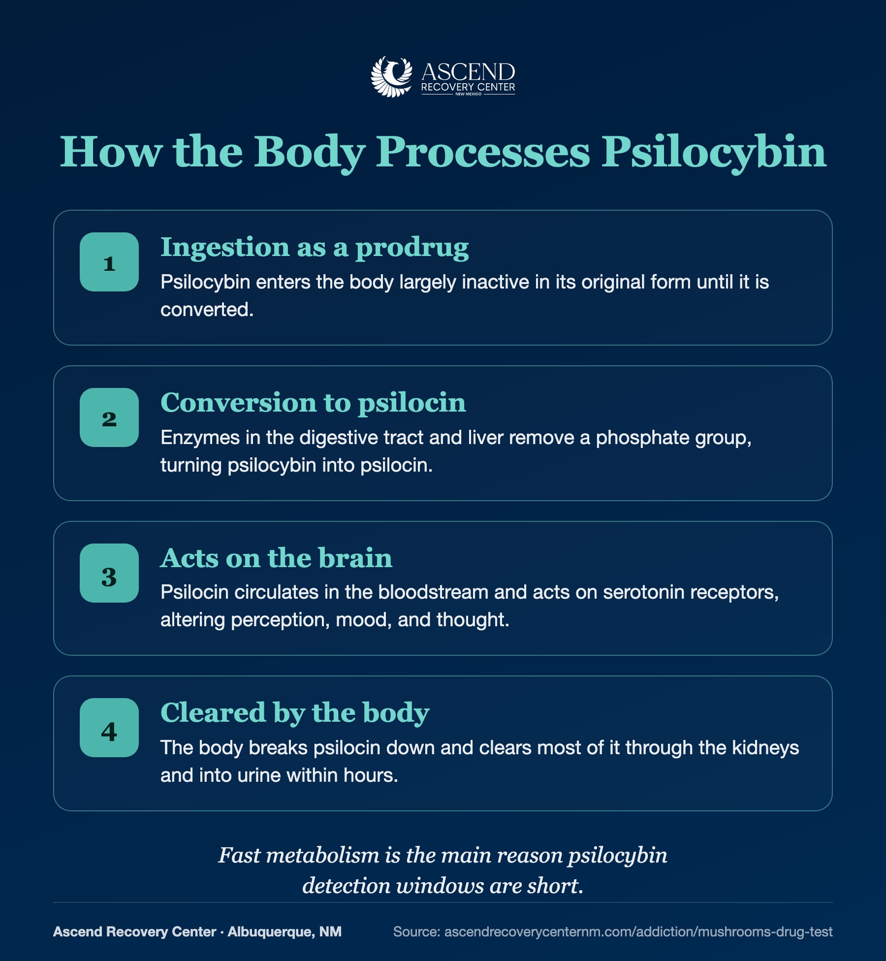 How the body processes psilocybin: prodrug ingestion, conversion to psilocin, action on the brain, and clearance